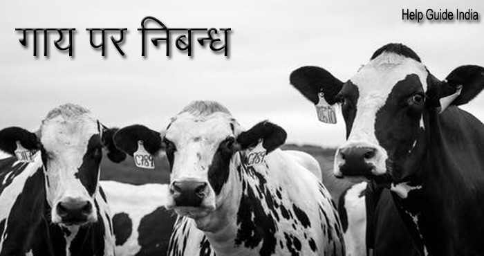 गाय पर निबंध हिंदी में, पढ़ें और सीखें